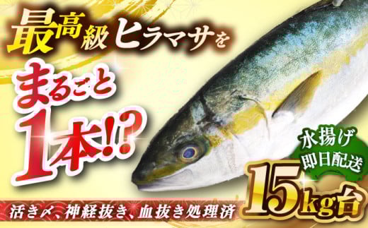 壱岐島産天然ヒラマサ（15キロ台・丸もの） 《壱岐市》【壱岐島　玄海屋】[JBS076] ヒラマサ 魚 刺身 煮物 カルパッチョ お寿司 500000 500000円 50万円