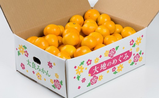 【 訳あり 】 大鋸農園 の 甘果坊 10kg みかん 太良みかん 温州みかん 果物 フルーツ 甘い柑橘 ノーワックス 果実 柑橘類 佐賀県 太良町 【2026年10月下旬～12月下旬まで順次出荷予定
