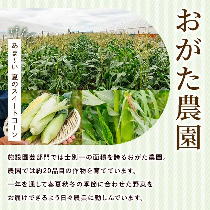【2026年発送】【数量限定】スイートコーン 8本 ドルチェドリーム 2026年7月下旬以降発送予定 とうもろこし コーン 北海道 【おがた農園】A7060