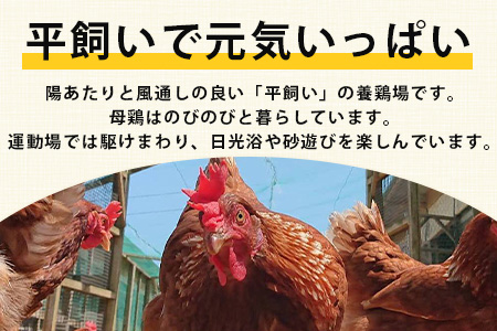 【定期便 3回】平飼い卵「うみとやまとこっこ」上田養鶏場 たまご20個 × 3ヶ月【合計60個】佐賀県鹿島産 卵 タマゴ C-112