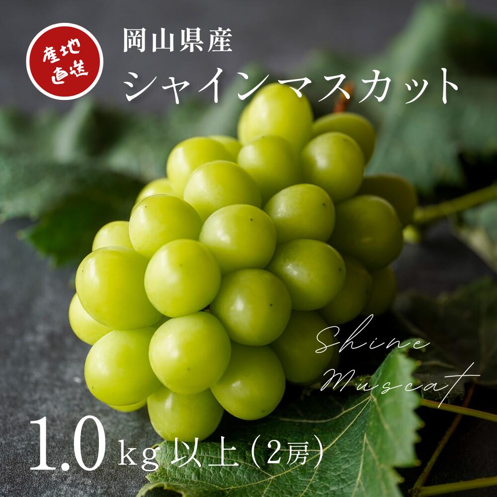 【ふるさと納税】 【2026年先行予約】厳選 岡山県産 シャインマスカット 1.0kg以上（2房） / 産直直送 朝採れ ぶどう ブドウ 葡萄 マスカット フルーツ 果物 真庭市