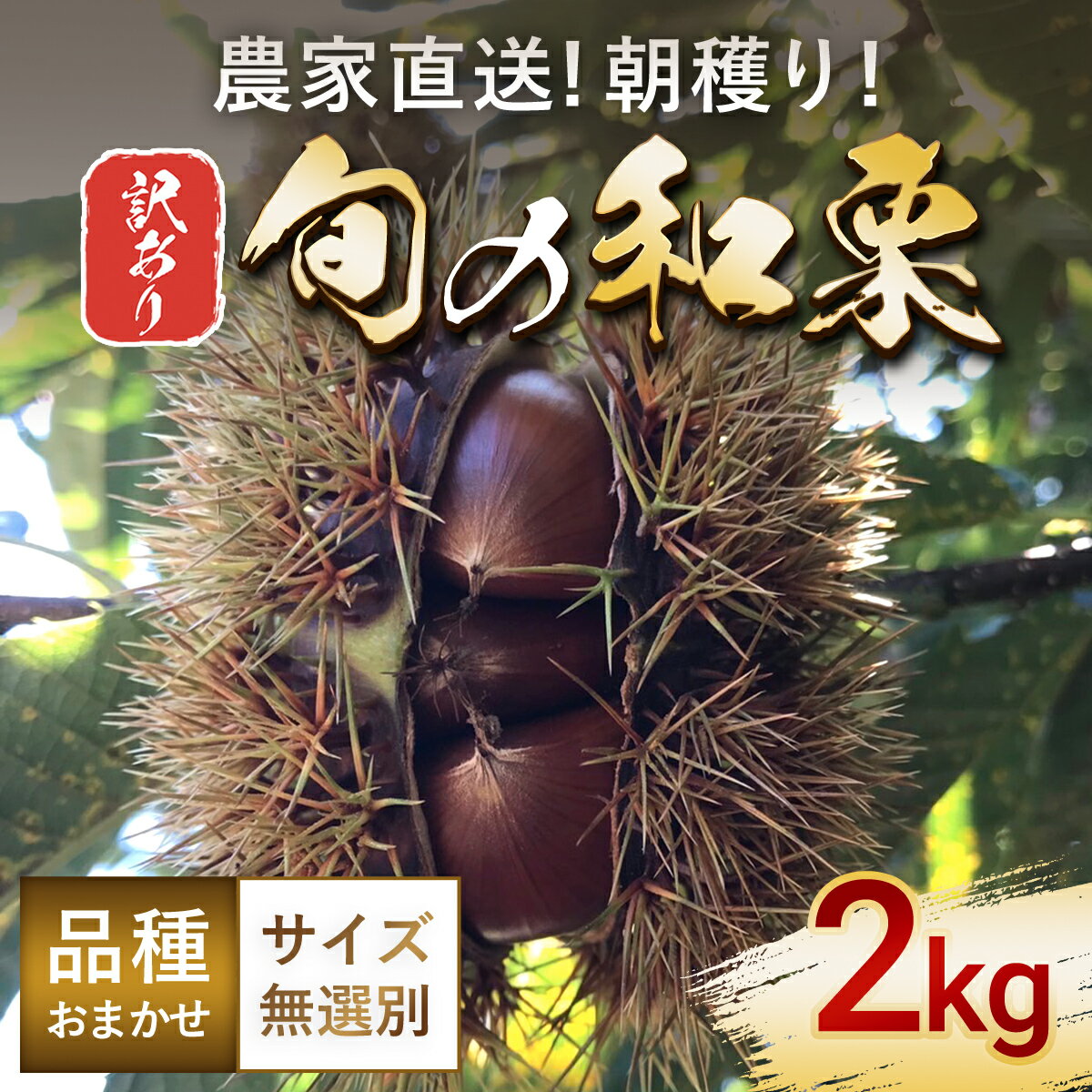 【ふるさと納税】【先行予約 9月上旬から順次発送予定】【訳あり】旬の和栗 2kg サイズ無選別 品種おまかせ 朝穫り 農家直【 ふるさと納税 人気 おすすめ ランキング 栗 くり 渋栗 甘栗 訳あり 無選別 千葉県 大網白里市 送料無料 】AU002