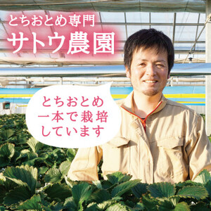 【宮城県産とちおとめ 2kg】フレッシュ朝摘みいちご 約250g×8パック 置き並べ_果物・フルーツ いちご  イチゴ 苺_【配送不可地域：離島】【1464378】
