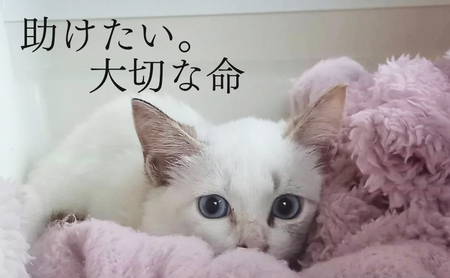 マグカップ 猫の愛護活動を応援する！チャリティーマグカップ2種（パン持ちver.・パン捏ねver.） 猫 チャリティー ネコ 雑貨 食器 インテリア ギフト パン捏ねver