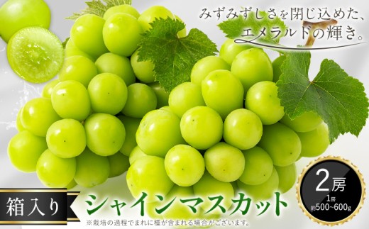シャインマスカット ぶどう マスカット 箱入り 2房 1房500g～600g 中嶋ぶどう園《9月上旬-10月下旬頃出荷》岡山県 矢掛町 送料無料 フルーツ 果物 お取り寄せフルーツ