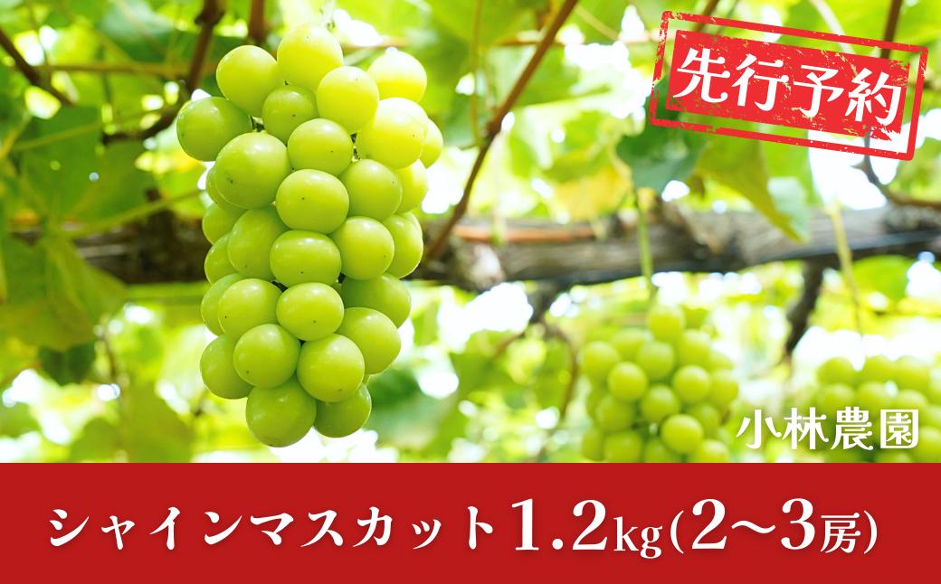 
                  先行予約 シャインマスカット 約1.2kg 令和8年度 新潟県 三条市産シャインマスカット ぶどう [小林農園] しゃいんますかっと【013P027】
                