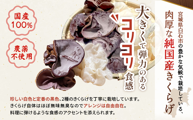 《国産》東北きくらげ【木華（もっか）】 乾燥（白）20g(20g×1袋)【580004】 （白）20g(20g×1袋)