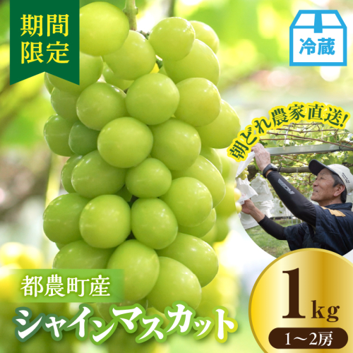 先行予約≪期間限定≫都農町産シャインマスカット(計1kg) ぶどう 果物 国産_T010-0025