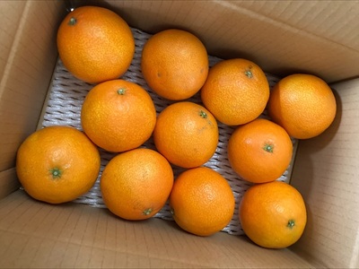 【2026年先行予約】みかん 愛媛県 愛果28号 2kg ご家庭用 訳あり レッスルファーム 紅まどんなと同一品種【2026年11月中旬下旬から順次発送予定】数量限定 おすすめ 美味しい おいしい グ