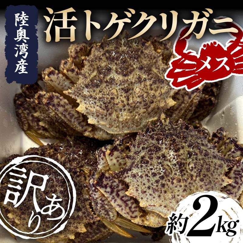 【ふるさと納税】 ≪訳あり≫ 陸奥湾産 活トゲクリガニ (メス) 約2kg (10～20杯)【飛佳丸】 漁師直送 かに カニ 蟹 魚介 青森 青森県 東北 むつ湾 F21J-256