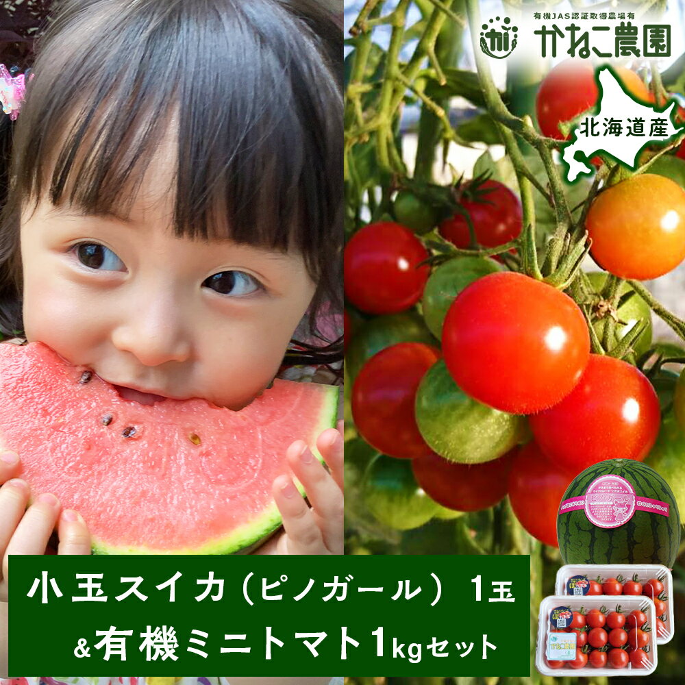 【ふるさと納税】【2025年8月中旬より発送】小玉スイカ1玉＆有機ミニトマト500g×2【かねこ農園】北海道ふるさと納税 野菜 西瓜 すいか マイクロシード トマト 有機トマト ほれまる 有機栽培 北海道 【北海道千歳市】