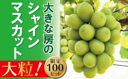 【2026年発送】 シャインマスカット １房 大房 甘い 贈答 ギフト ぶどう フルーツ 果物 送料無料 産地直送