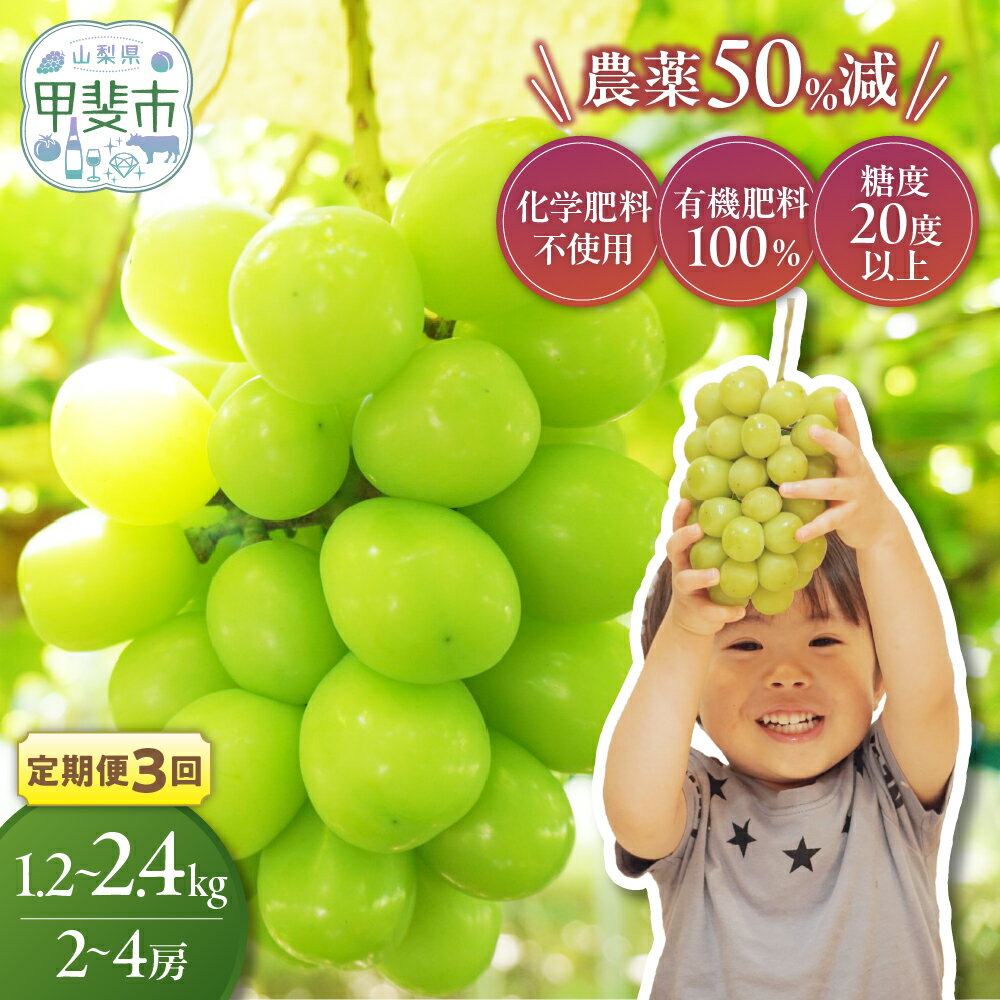 【ふるさと納税】【先行予約】定期便　樹上完熟シャインマスカット（特別栽培）選べる容量2～4房（1.2kg～2.4kg）　3回 減農薬 産地直送 先行予約 予約 贈答 ギフト お取り寄せ フルーツ 果物 くだもの ぶどう ブドウ 葡萄 新鮮 甘い 皮ごと 山梨県甲斐市 CF-P-15
