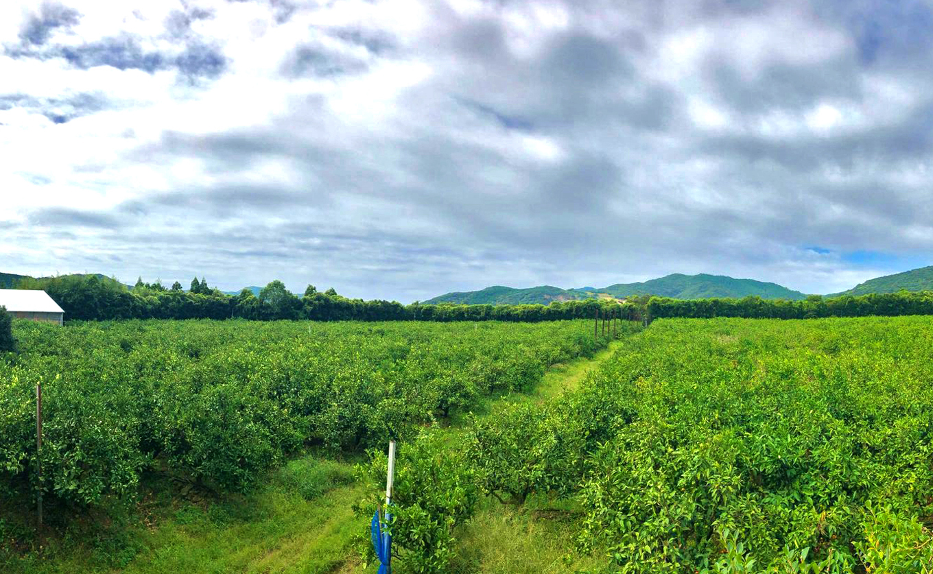 小夏 1.5kg 家庭用 日向夏 ニューサマーオレンジ 柑橘 みかん ノーワックス こなつ くだもの 果物 産直 旬の果物 お取り寄せ 産地直送 フルーツ 爽やか スッキリ 甘い 高知県 大月町産 コ