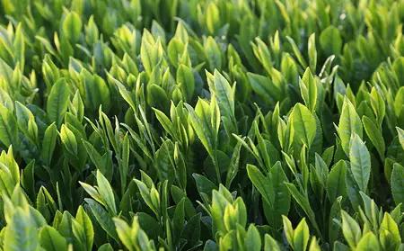 【新茶】奥八女新茶 詰合わせ(3本)【2026年5月発送開始】 お茶 八女茶 緑茶 茶葉 濃厚 国産 福岡県 八女市 050-012