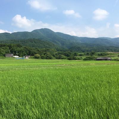 ふるさと納税 佐渡市 【毎月定期便】佐渡産こしひかり 5kg(精米)全6回 |  | 01