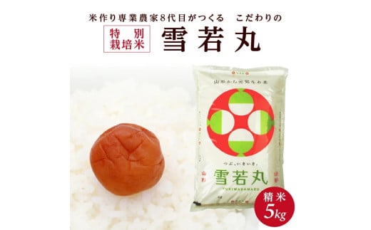 特別栽培米 雪若丸 5kg 精米 令和8年産米 新米予約 山形県産 米 白米 庄内米 ブランド米 ごはん ご飯 農家直送 東北 山形県 酒田市 庄内 加藤農園 KA　SA2887