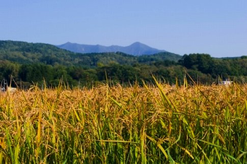【R7年産】北海道産特別栽培米 アポイ米（ななつぼし）25kg（5kg×5袋）