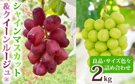 【先行受付2026年発送】シャインマスカット＆クイーンルージュ(R)各2房　合計約2kg良品サイズ色々詰め合わせセット※2026年9月中旬以降発送予定 ※月曜、土曜日発送休み｜Ruga grape farm