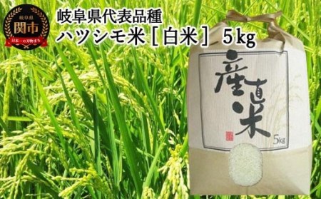 【岐阜県代表品種】 令和7年産 ハツシモ米 【白米】5ｋｇ　M8 【12月以降順次発送】