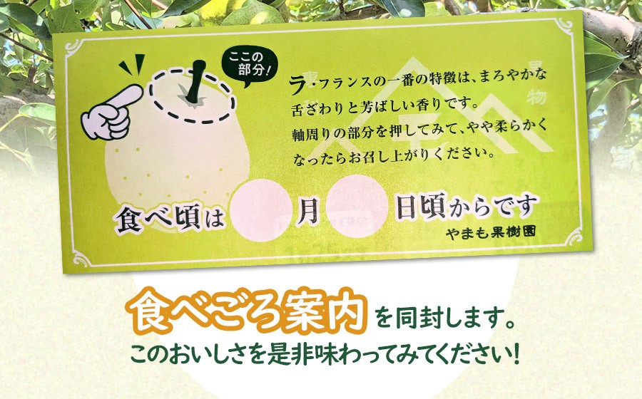 【令和8年産先行予約】洋梨　ラ・フランス　約3kg（10～12玉） 山形県鶴岡市　やまも果樹園　| ラフランス 洋ナシ 洋なし 西洋梨 産地直送 3キロ 秋果実 果物 くだもの フルーツ デザート 旬