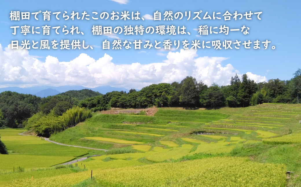 【定期便】健幸農園の棚田米 5kg×3ヵ月セット 精米 白米 農家直送