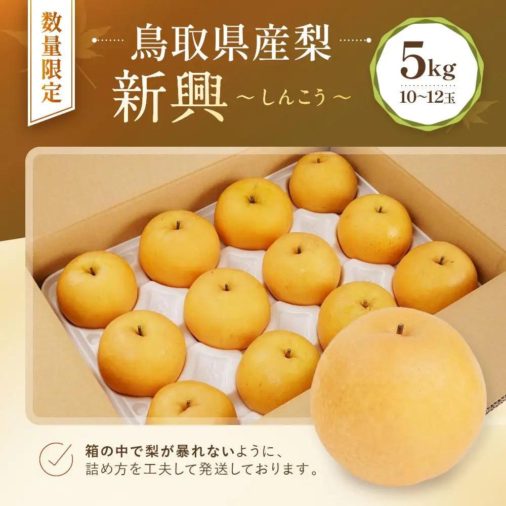 新興 5kg 10～12玉 先行予約 数量限定 鳥取県産 梨 梨