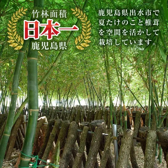竹炭 出水の自然が育てた 竹炭 100g 調湿 消臭 【シンタク】 i1357