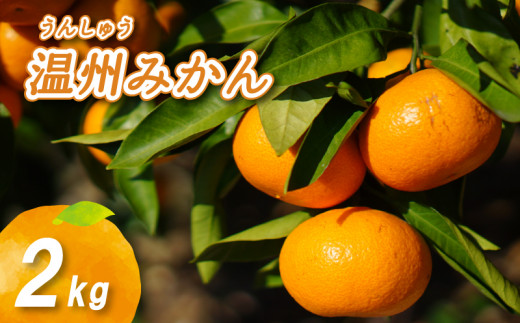【2026年11月下旬頃から順次発送】 温州みかん 2kg | 数量選択可 ミカン 早生 わせ ミカン 南柑20号 みかん 数量限定 みかん 愛媛県産 みかん 松山市 みかん 中島 みかん 温州みかん みかん 蜜柑 温州みかん ミカン みかん 旬 温州みかん NO005 農音のミカン 青果物 みかん 温州みかん 中島産のみかん 柑橘 かんきつ 蜜柑 フルーツ デザート 人気のみかん