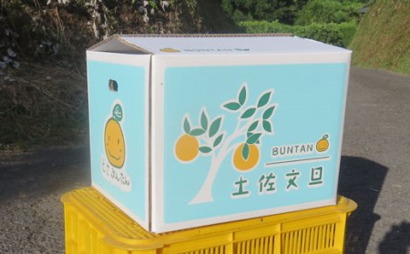 浜田農園 土佐文旦 10kg 文旦