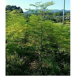 【和歌山県産】モリンガ茶　30g/1個(2g×15袋)×3個【1527837】