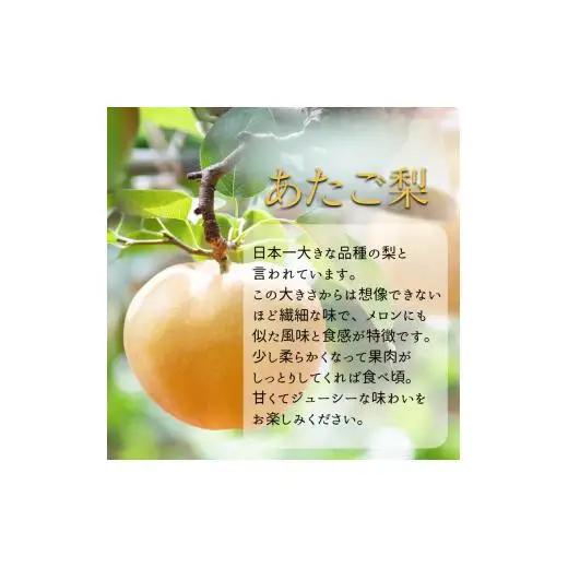 詰め合わせ 4㎏ 贈答箱 赤秀 あたご梨2～3玉・ヤーリー(鴨梨)3～7玉 【先行予約 2026年11月中旬から順次発送】