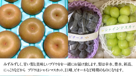 梨5kg と ぶどう 2品種(各1房)【令和6年8月より発送開始】（茨城県共通返礼品：石岡市産） 詰め合わせ 果物 フルーツ 茨城県産