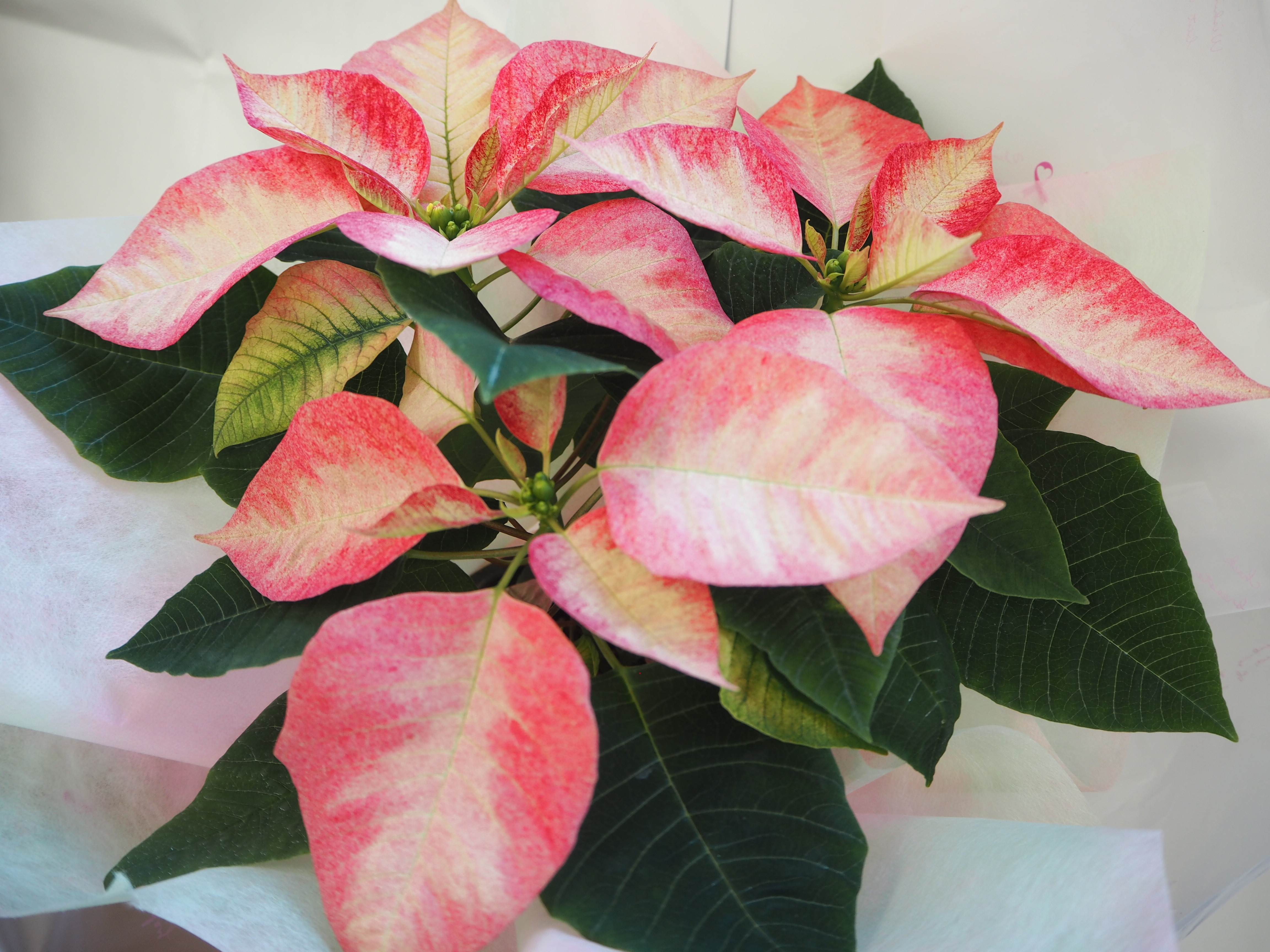 アイスクリスタル(ピンク系)