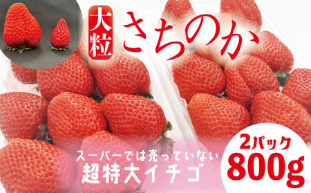 【2027年1月より順次発送】 いちご さちのか 大粒 約800g (約400g×2パック) いちご 