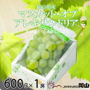 【ふるさと納税】先行受付＜2025年6月下旬より発送＞岡山県産 マスカット・オブ・アレキサンドリア 600g×1房 TY0-0230