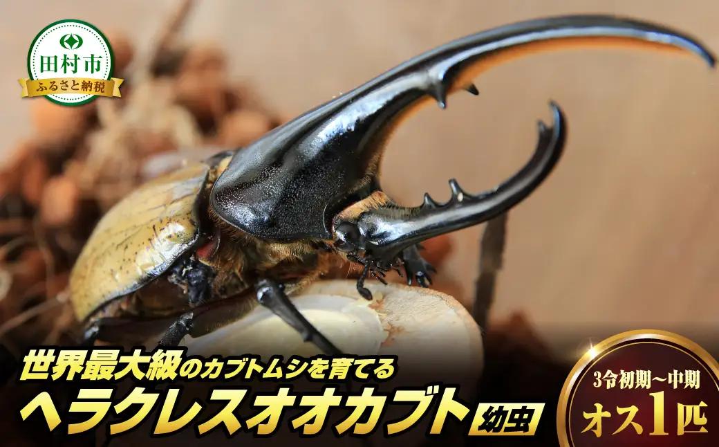ヘラクレスオオカブト 幼虫 1匹 オス 3令初期～中期 自由研究  福島県 田村市 ムシムシランド