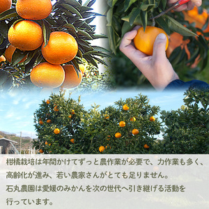 【2026年1月下旬から発送】 家庭用 甘平 5kg | かんぺい カンペイ 愛媛 みかん 先行予約 蜜柑 柑橘 果物 くだもの フルーツ お取り寄せ グルメ 期間限定 数量限定 人気 おすすめ 愛媛