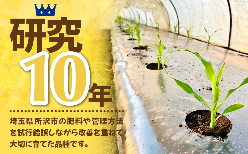 とうもろこし トウモロコシ コーン 野菜 やさい ヤサイ 夏野菜 玉蜀黍 朝採れ 朝どれ  バーベキュー BBQ 旬 新鮮