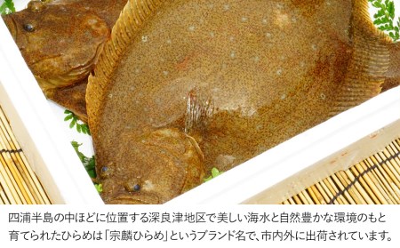夫婦 仲良く 宗麟 ひらめ | 活 ひらめ 津久見市