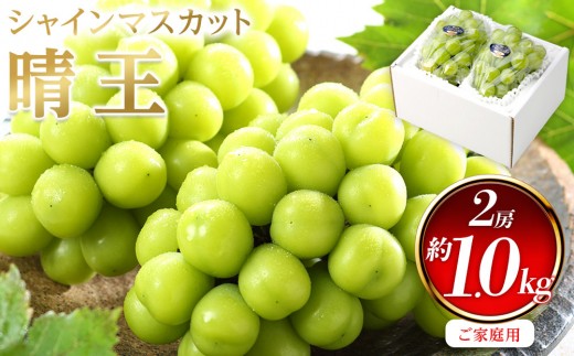 
                  ぶどう 2026年  ご家庭用 シャイン マスカット 晴王 約500g×2房 ブドウ 葡萄  岡山県産 国産 フルーツ 果物
                