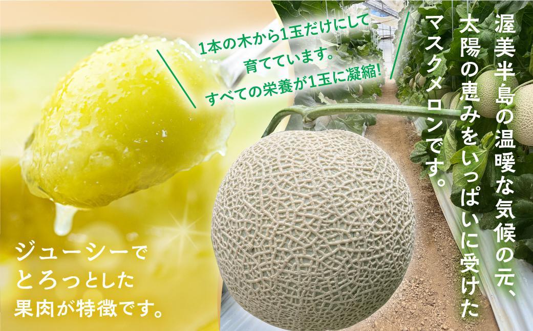 先行予約 渥美半島産 マルカ農園のマスクメロン 2玉 (1玉1.5kg以上) めろん 箱詰め フルーツ 果物 田原市 産地直送 夏 12000円 