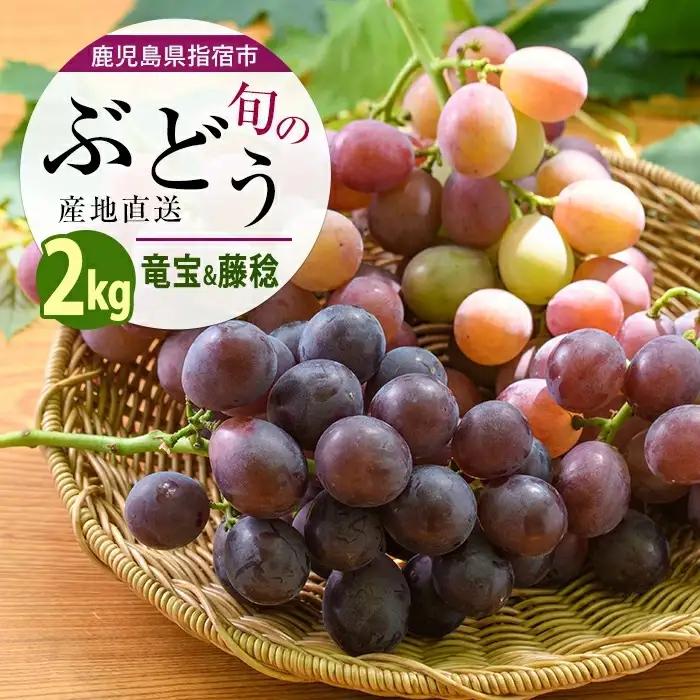 2026年7月上旬～発送 ぶどう 竜宝・藤稔の2種 約2kg 迫田果樹園 IB064-008 ぶどう ぶどう