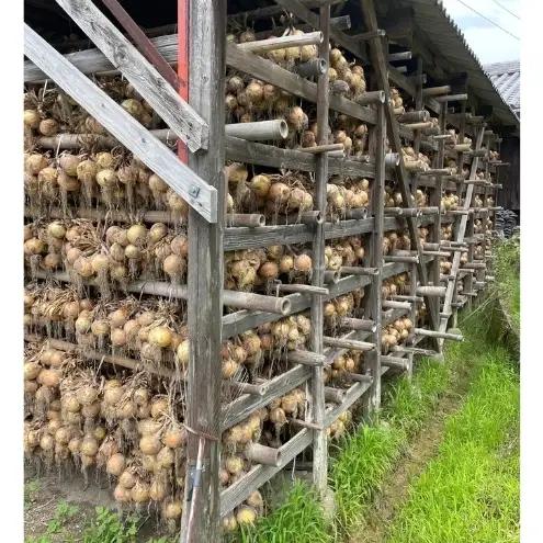 淡路島産玉ねぎ　5kg　たまねぎ タマネギ 玉葱 吊り玉 秀品 野菜 新鮮 長持ち カレー シチュー バーベキュー スープ 兵庫県 洲本市 淡路島