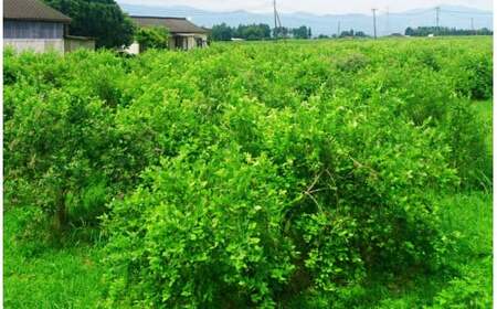 熊本県あさぎり町産 手摘みブルーベリー 生果実 約1kg 熊本県産 ブルーベリー フルーツ【発送時期：2025年６月下旬～8月中旬】