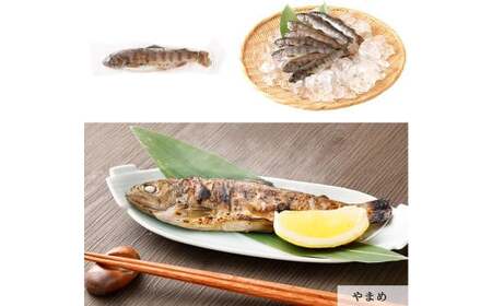 阿蘇から届く かわべの湧水やまめ 640g（内臓処理済8匹）と かわべのASOサーモン塩?仕立て 480g（40g×12切）やまめ サーモン 熊本県 高森町