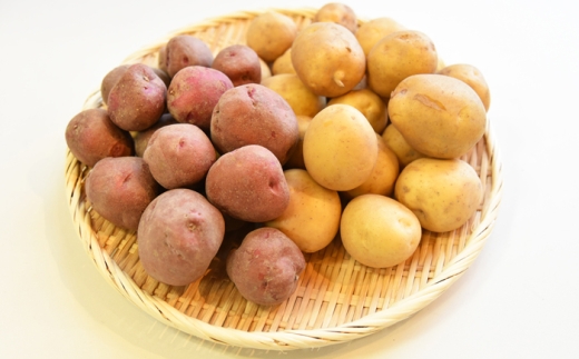 【先行予約：2026年11月中旬頃より順次発送】和らぎ農法 ほっこり便 じゃがいも 秋じゃが編 5kg（栽培期間中、農薬・化学肥料・動物性堆肥不使用）/ じゃがいも セット 食べ比べ 新鮮 野菜 旬 ジャガイモ 根菜 野菜 イモ / 滋賀県 栗東市 / ワダケン リアルソイルハウス  [BIBM012]