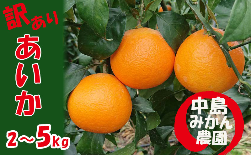 
            【2025年12月から順次発送】 愛果28号 訳あり 2kg/5kg ｜ 紅まどんな と同品種 みかん 愛果 蜜柑 松山市産みかん 柑橘 ミカン 蜜柑 みかん 果物 オススメみかん フルーツ あいか みかん 松山 愛媛 人気のみかん
          
