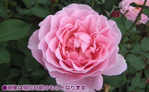 バラ鉢植え「ヒーリング」057-001