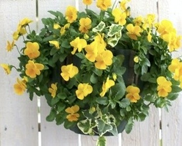 【先行予約】 花 育てる パンジー ビオラ ハンギング バスケット 寄せ植え 生花 自然 お花 植物 フラワー ガーデニング 壁掛け 贈り物 静岡県 藤枝市 2025年11月中旬より発送開始 オンライ